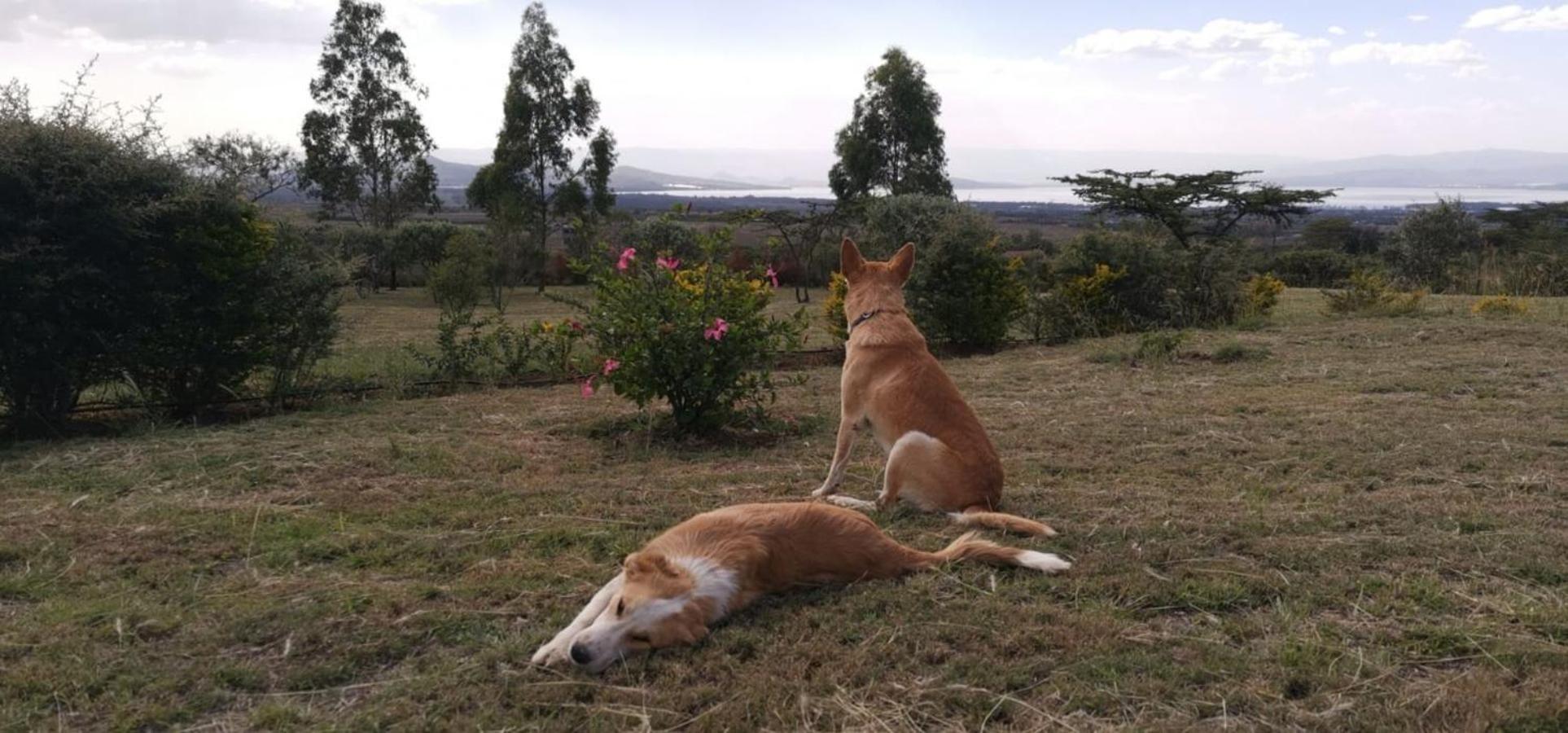 Homely Cottage Near Lake Naivasha, Elwai Visitor Centre Heni Village Экстерьер фото